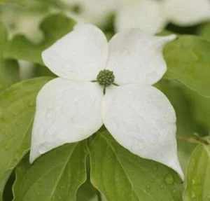Japanischer Blumenhartriegel Teutonia 40-60cm - Cornus kousa - Bild 1 von 1