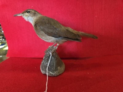 B111 Rufous Vientre Niltava Pájaro Montaje Taxidermia Foto 1 de 4