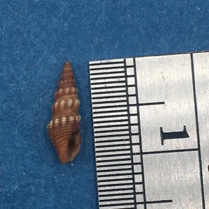 Pilsbryspira leucocyma 10,7mm Jewfish Creek, Key Largo, Florida Turridae - Bild 1 von 2