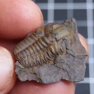 8gr Trilobite Checo Elipsocephalus hoffi Cámbrico Fósiles Dino 1006 - Imagen 1 de 11