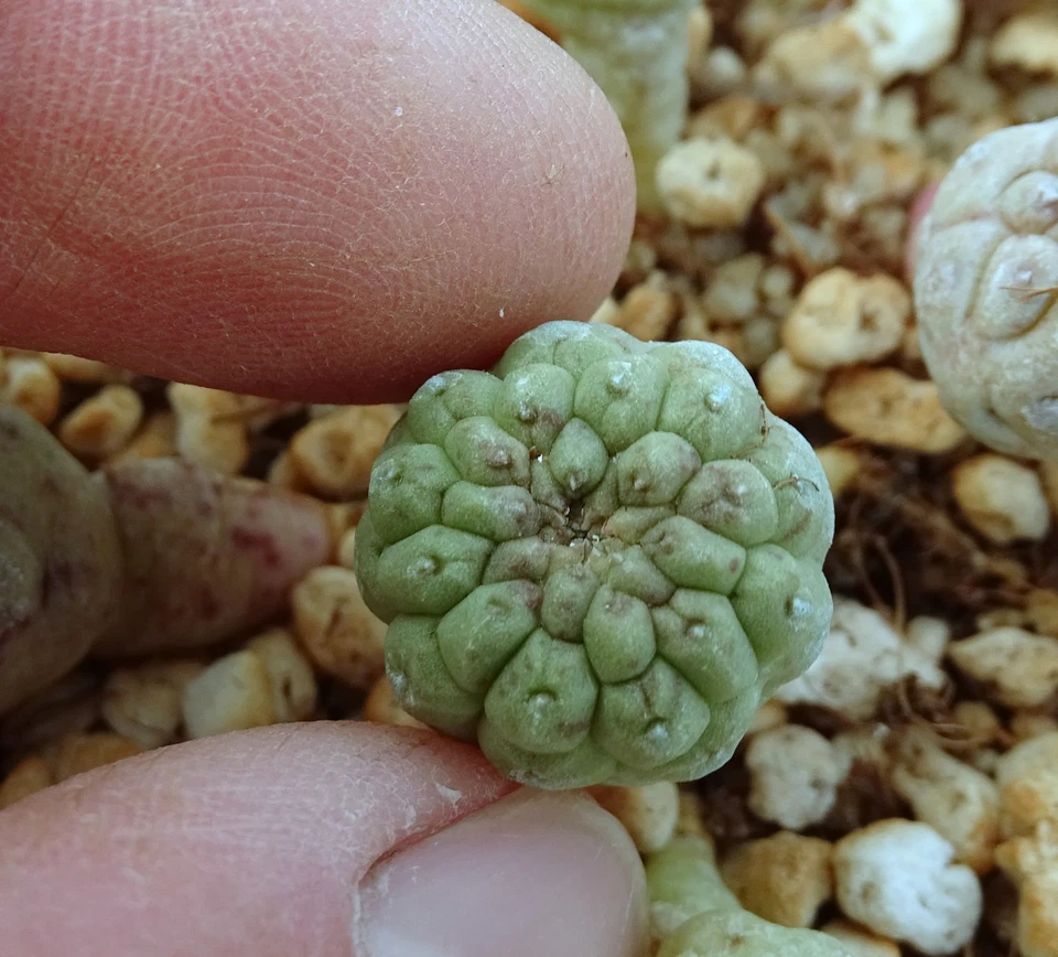 CACTUSPROD LARRYLEACHIA CACTIFORMIS stapelia huernia rhytidocaulon larryleachia caudex