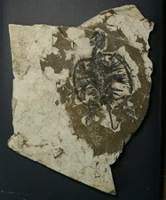 [A7] Cretaceous Turtle fossil Reptile Dinosaurs 