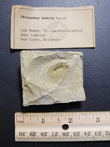 Rare Cambrian Aglaspid head Chraspedops Modesto from St. Lawrence Fm., Wisconsin - Picture 1 of 6