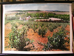 Mural escolar cuadro mural vino viticultura en el sur de Australia Australia 72x51cm - Imagen 1 de 1