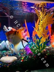 Bluetooth Controlled LED Fish Tank Light Kit with 16 million Colors and Motions - Picture 1 of 12