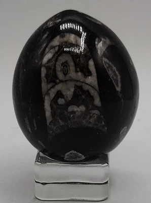 Orthoceras Fossil Egg 54.8mm 164g Polished Black Marble Fossil from Morocco (09) - Image 1 of 4