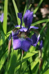 10 Iris sibirica - Siberian Iris L. Giaggiolo siberiano fiore blu viola pianta - Foto 1 di 1