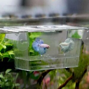Acrylic Fish Tank Breeding Isolation Box Aquarium Hatchery Incubator Holder New