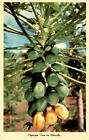 Florida,Papayabaum,Tropische Regionen,Medizinische Eigenschaften,Geschmack,Postkarte