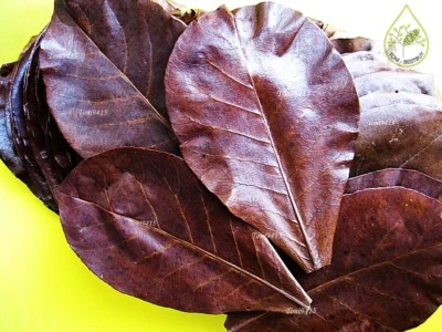 50 Pcs 5-6" BEST Catappa Ketapang Indian Almond Leave Cherry Shrimp Betta Discus - Image 1 of 4