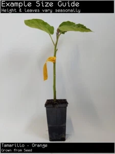 Tamarillo - Orange (Cyphomandra betacea) Fruit Tree Plant - Picture 1 of 7