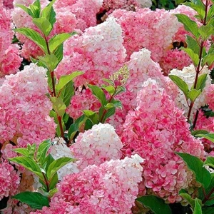 HYDRANGEA PANICULATA VANILLE FRAISE PLANT 9CM POT HARDY SHRUB PINK WHITE FLOWERS - Picture 1 of 4