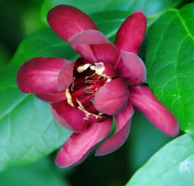 Arbusto dulce fragante Calycanthus Afrodita PPAF planta viva ganadores probados - maceta de 4" Foto 1 de 3