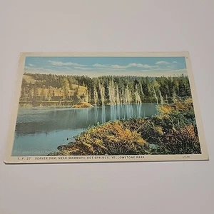 Vintage Postkarte Biberdamm in der Nähe von Mammut Hot Springs Yellowstone Park - Bild 1 von 5