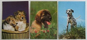 Postkarten Lot mit Tieren 3 Stück farbig mit Hunden, Hund, Dog, Dogs postcards - Bild 1 von 2