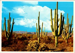 Vintage Petley Postcard- Family Group of Saguaros, Southern Arizona Unposted  - Picture 1 of 2