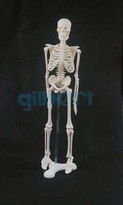 Póster médico modelo esqueleto anatómico humano de 45 cm ayuda médica para aprender - Imagen 1 de 4