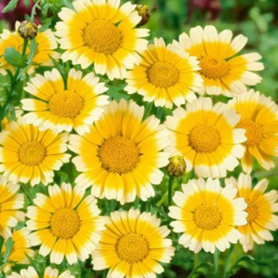 Garland Daisy Seeds 200+ Flower Chrysanthemum FREE SHIPPING ANNUAL YELLOW WHITE - Image 1 of 1