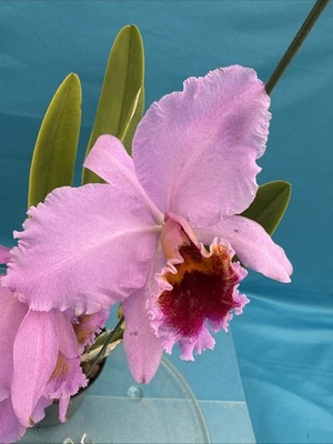 Cattleya percivaliana ‘Canaimai’s Pololo’ HCC/AOS Species Orchid Eros 7” Pot - Image 1 of 4