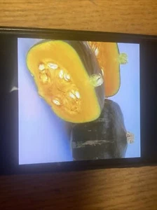 Buttercup Squash Seeds Winter Squashes - Picture 1 of 2