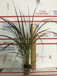 Red Fountain Grass - Live Plants - Picture 1 of 2