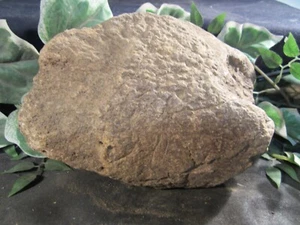 Dinosaur Bones Plesiosaur Beautiful Bone Isle of Wight, United Kingdom Large - Picture 1 of 10