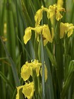 Aquatic Jewellery - Iris Pseudacorus - Yellow Iris 200+ Seeds Samen E 141