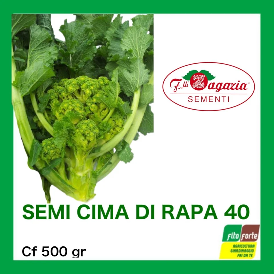 SEMI CIMA DI RAPA 500 GR QUARANTINA A CIMA GRANDE SEMENTI F.LLI ZAGARIA ORTO 40 - Immagine 1 di 1