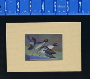 Impresión artística de Ron Jenkins Whistler (o Barrow's Goldeneye) Montana-5 X 7 mate - Imagen 1 de 1