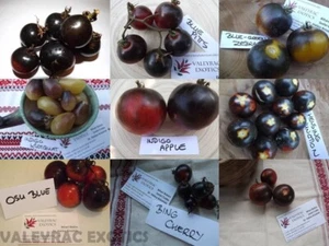 Blue Tomato Paket INDIGO BLAU TOMATEN - 9 Sorten - 45+ Samen - Samen - V 153 - Bild 1 von 10