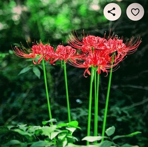 Red Spider Lily Heirloom Bulbs - 10 Lycoris Radiata Hurricane Lilies - Picture 1 of 4
