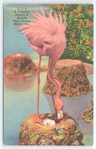 Postal A Flamingo Nesting at Hialeah Race Course Miami Florida - Imagen 1 de 3