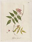 Glycine flower Blume Botanik botany Kerner Kupferstich engraving 1793