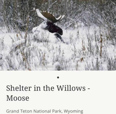 Shelter In The Willows Moose - Thomas Mangelsen Photographer - Image 1 of 4