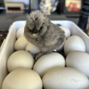 6+ Fertile Mixed Silkie Hatching Eggs Colors Black, Gray, Splash - Picture 1 of 17