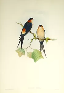 Antique Bird Print Cecropis Rufula RED RUMPED SWALLOW Original JOHN GOULD c1870 - Picture 1 of 3