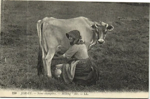 PC REINO UNIDO, JERSEY, TIEMPO DE ORDEÑO, Postal Vintage (b31051) - Imagen 1 de 2