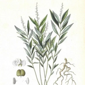 Senega - - PL 34 - Pflanze Flora - Pressestich 1872 - Bild 1 von 3