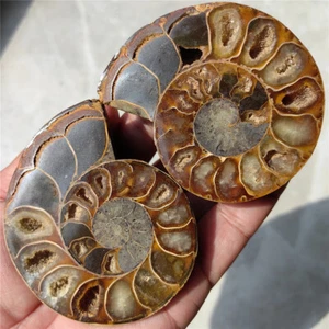 190g Coppia di Ammonite Arcobaleno Naturale Fetta Fossile Guarigione Madagascar F700 - Foto 1 di 6