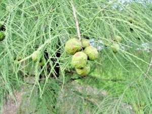 15 TEICHZYPRESSENSAMEN - Taxodium distichum var. Imbricarium - Bild 1 von 7