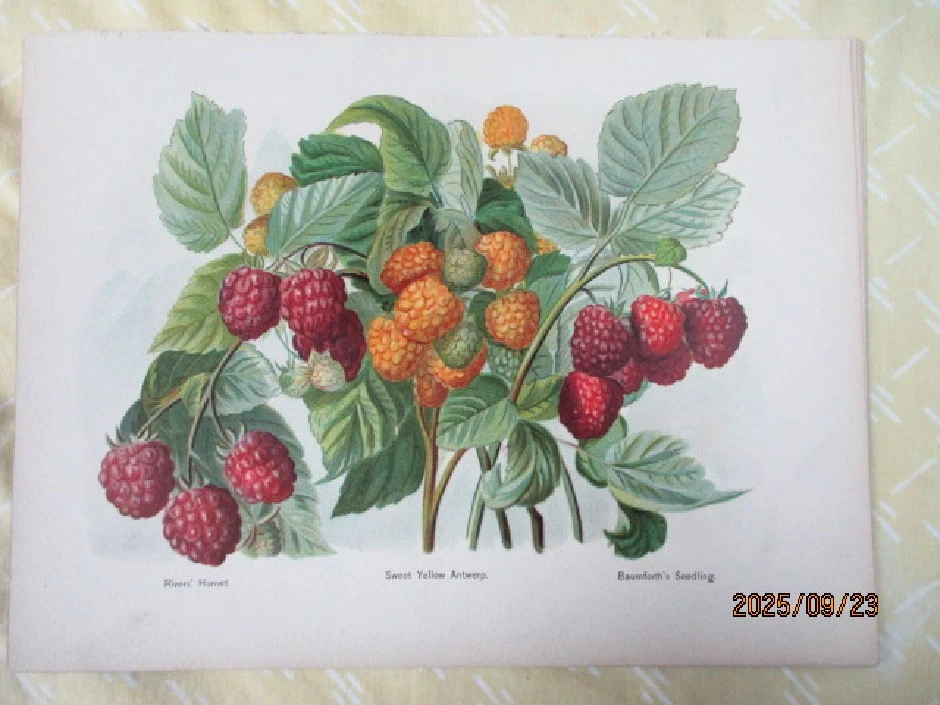 Impresión de colección, frambuesas, cromolito, 1890, ríos de mayo, ilustración, rivers Hornet y más Foto 1 de 1