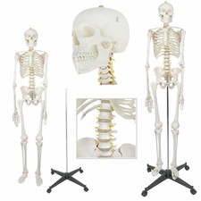 70" Medical Skeleton Model Life Size Human Skeleton Model for Anatomy Study