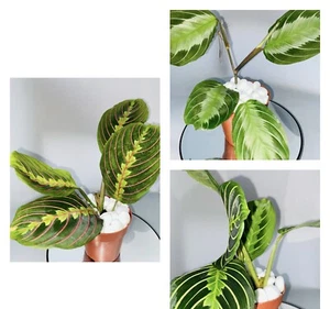 x3 Prayer Plants | Maranta species | Indoor Plant | Houseplant - Picture 1 of 10