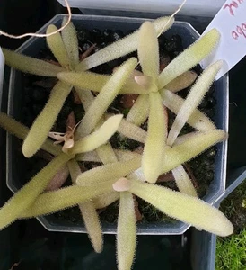 Pinguicula Agnata El Lobo x Moctezumae - Picture 1 of 1