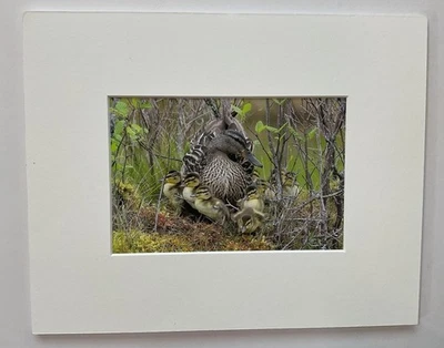 8"x10" Female Mallard Duck w/ chicks - Photo Print printed in ME - George Sanker - Image 1 of 4