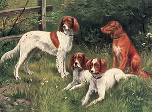 IRISH SETTER & IRISCHER ROT-WEISSER SETTER HUND GRUSS NOTIZKARTE VIER HUNDE - Bild 1 von 1