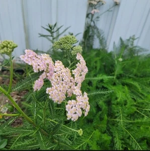 Pink Yarrow Achillea Millefolium Native Perennial Bare Root Live Plant - Picture 1 of 2