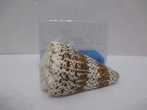 Conus Imperialis 65mm Bohol Philippine Islands Linne 1758 030S7 - Bild 1 von 2