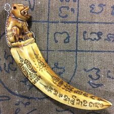 TIGER Carved REAL WILD BOAR Pig Tooth Power Fang Thai Amulet Pendant Pigs Pxg