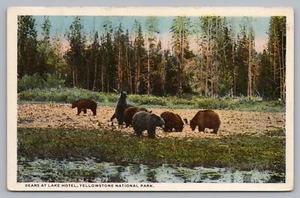 Postcard Bears at Lake Hotel Yellowstone National Park Wyoming Unposted - Picture 1 of 2